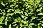 Cherry Laurel Caucasica