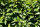 Cherry Laurel Caucasica