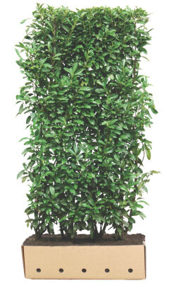 Cherry Laurel novita