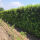 Heckenelement Kirschlorbeer Genolia 200 cm