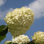 panicle hydrangea