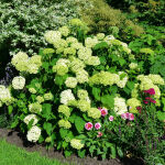 panicle hydrangea