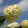 Hydrangea paniculata Grandiflora