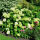 Hydrangea paniculata Grandiflora
