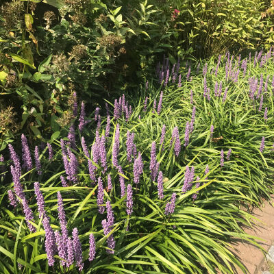 Liriope muscari Moneymaker