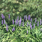 Liriope muscari Moneymaker