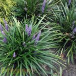 Liriope muscari Moneymaker