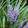 Liriope muscari Moneymaker