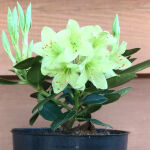 Rhododendron hanceanum Shamrock