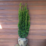 Taxus baccata David 60-80cm