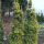 Taxus baccata David 60-80cm