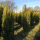 Taxus baccata David 60-80cm