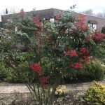 Nandina domestica