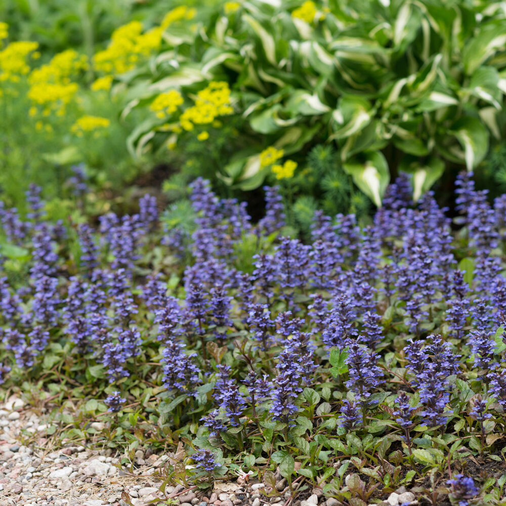 Kriechender Günsel winterharte Ajuga reptans Atropurpurea im Topf