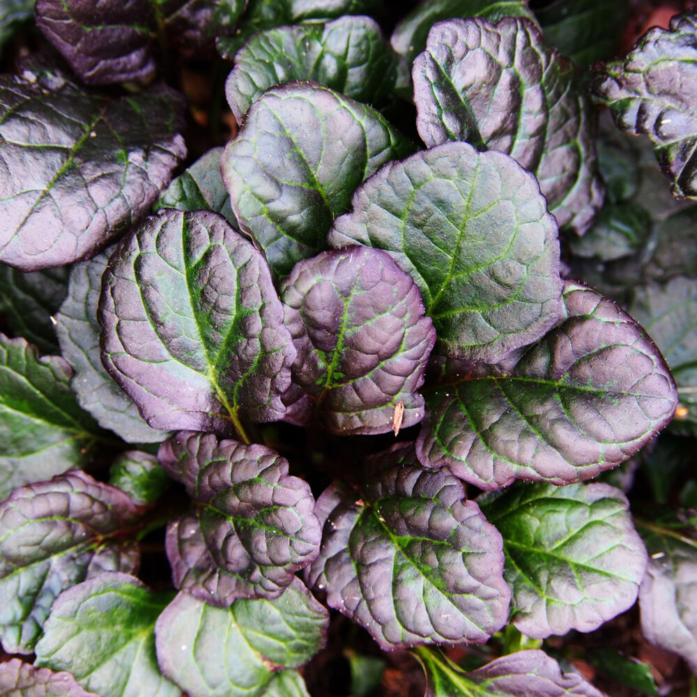 Kriechender Günsel winterharte Ajuga reptans Atropurpurea im Topf