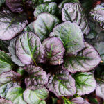 Ajuga reptans Atropurpurea