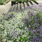 Campanula carpatica weiße Clips