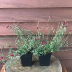 Dianthus deltoides Flashing Light