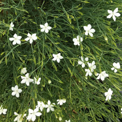 Dianthus deltoides White