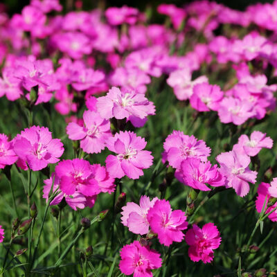 Dianthus gratianopolitanus Baby Lom