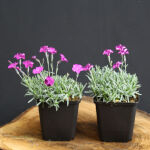 Dianthus gratianopolitanus Baby Lom