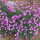 Dianthus gratianopolitanus Baby Lom