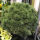 creeping pine or dwarf mountainpine or mugo pine