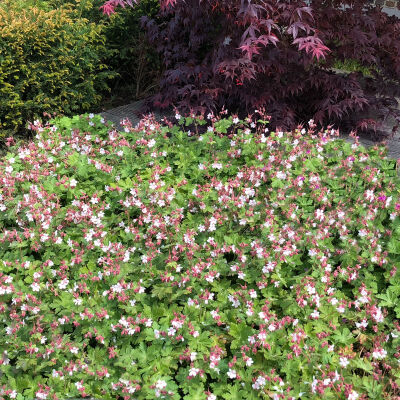 Geranium x cantabrigiense Biokovo