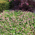 Biokovo Ground Cover Cranesbill