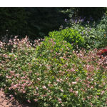 Biokovo Ground Cover Cranesbill