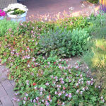 Biokovo Ground Cover Cranesbill