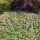 Biokovo Ground Cover Cranesbill