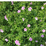 Geranium Endressi