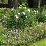 Cranesbill Endressi