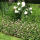 Cranesbill Endressi