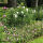 Cranesbill Endressi