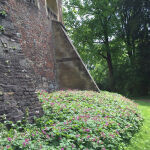 bigroot geranium