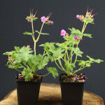 bigroot geranium