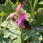 Geranium macrorrhizum