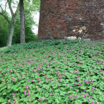 bigroot geranium