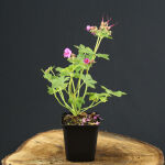 bigroot geranium