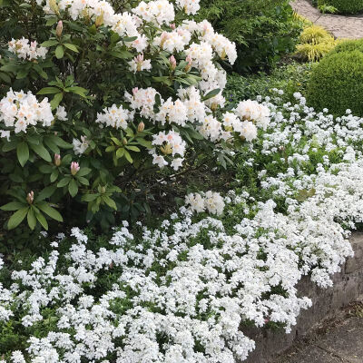 garden candytuft or globe candytuft