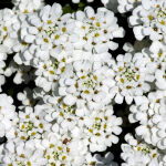 garden candytuft or globe candytuft