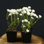 Evergreen Candytuft