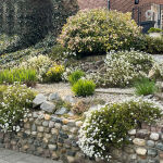 Evergreen Candytuft