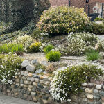 garden candytuft or globe candytuft