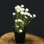 Evergreen Candytuft