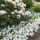 Evergreen Candytuft