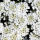 Evergreen Candytuft