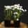 garden candytuft or globe candytuft